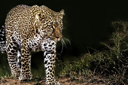 A way to Bondla Wildlife Sanctuary where you can spot different animals like leopards.