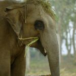 Playful elephant sporting a grass crown showcasing wildlife charm in Darrah Wildlife Sanctuary.