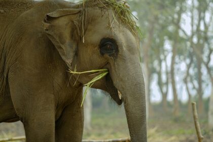 Playful elephant sporting a grass crown showcasing wildlife charm in Darrah Wildlife Sanctuary.