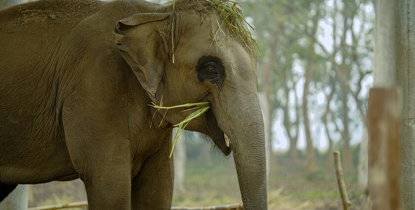 Playful elephant sporting a grass crown showcasing wildlife charm in Darrah Wildlife Sanctuary.