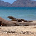 An image showing a Komodo dragons on the sandy shores of Komodo Island