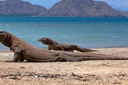 An image showing a Komodo dragons on the sandy shores of Komodo Island