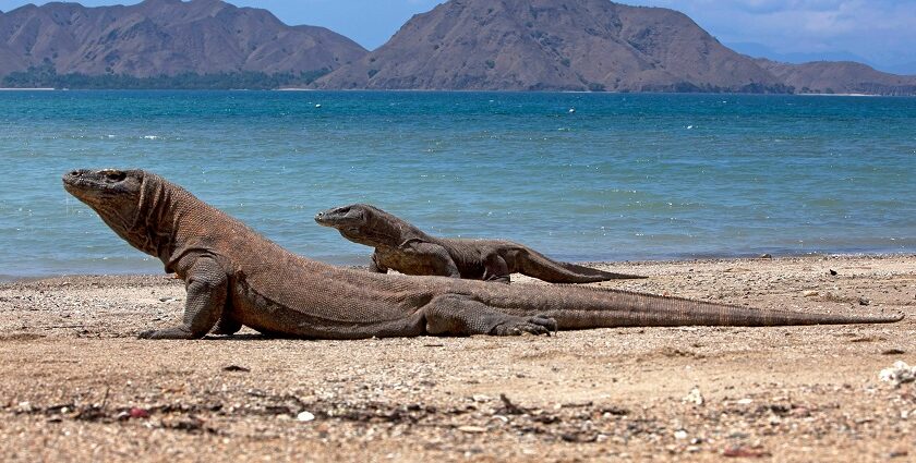 An image showing a Komodo dragons on the sandy shores of Komodo Island