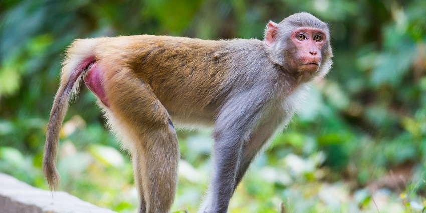 A monkey is roaming around in the green of Parasnath Wildlife Sanctuary, Jharkhand
