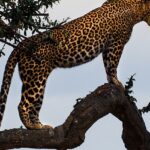 A breathtaking view of a brown and yellow leopard on a lush green tree during the day.