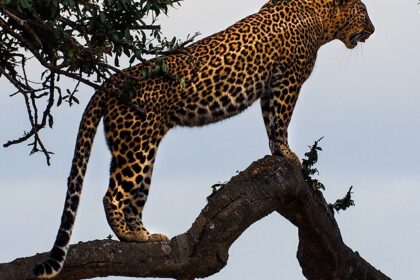 A breathtaking view of a brown and yellow leopard on a lush green tree during the day.