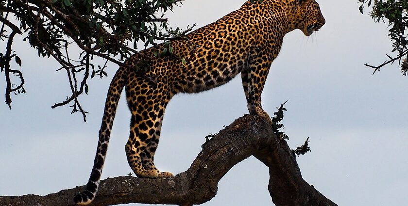 A breathtaking view of a brown and yellow leopard on a lush green tree during the day.