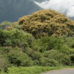 Mountains of Glenmorgan, one of the best off beat places in Ooty