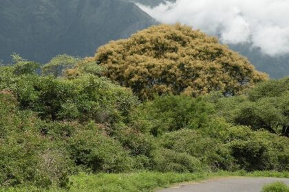 Mountains of Glenmorgan, one of the best off beat places in Ooty