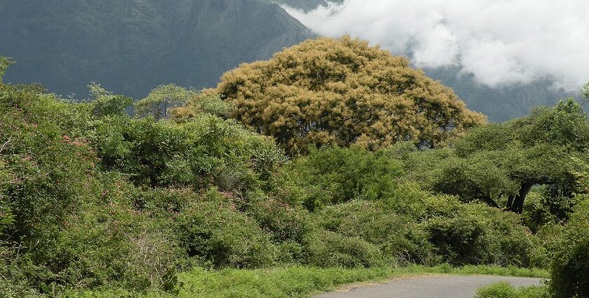 Mountains of Glenmorgan, one of the best off beat places in Ooty