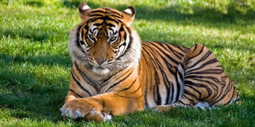 A view of a Bengal tiger resting at Tadoba Andhari Tiger Reserve, a famous hotspot.