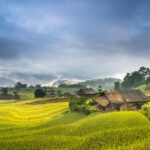 A panoramic view of lush green paddy fields in Tamil Nadu, India, under a clear blue sky.