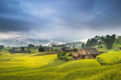 A panoramic view of lush green paddy fields in Tamil Nadu, India, under a clear blue sky.