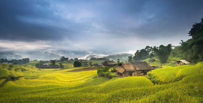 A panoramic view of lush green paddy fields in Tamil Nadu, India, under a clear blue sky.