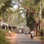 A picture of a street in Goa with palm trees all around