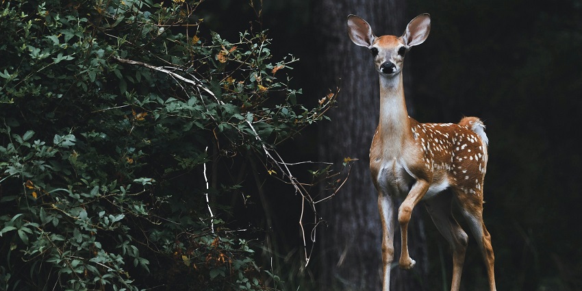 A spotted deer standing on the grass amidst a forest in Navegaon Wildlife Sanctuary.