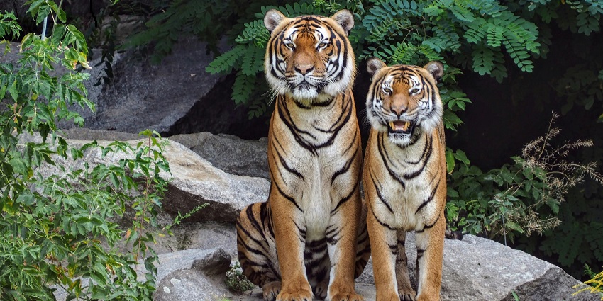 An image of Rukhad Wildlife Sanctuary’s dense teak forests near Pench National Park featuring wildlife.