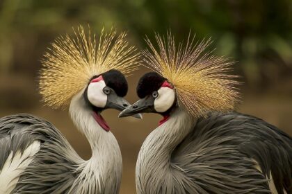 Grab a chance to get acquainted with some endangered species of birds and animals.