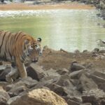 Majestic Matkasur, the male tiger, proudly roaming the Tadoba Andhari Tiger Reserve