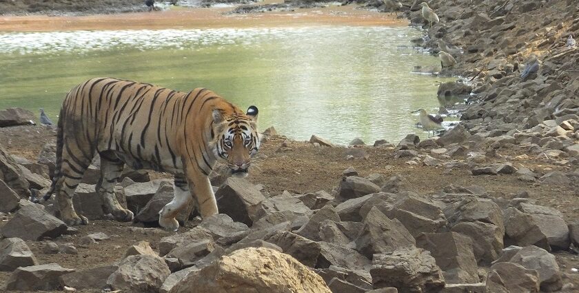 Majestic Matkasur, the male tiger, proudly roaming the Tadoba Andhari Tiger Reserve