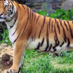 Majestic tiger roaming in the wild at Sanjay Gandhi National Park, showcasing beauty!