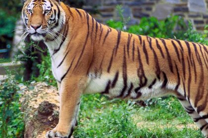 Majestic tiger roaming in the wild at Sanjay Gandhi National Park, showcasing beauty!