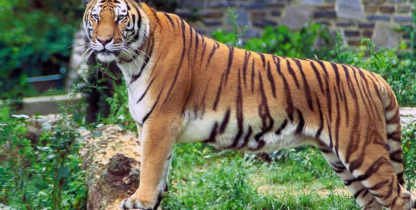 Majestic tiger roaming in the wild at Sanjay Gandhi National Park, showcasing beauty!