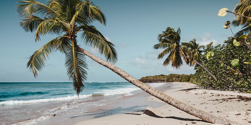 Lone coconut tree leaning over a sandy beach, with clear blue skies and gentle waves