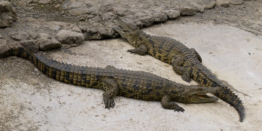 Visitors visit the Crocodile Breeding Center in West Bengal.