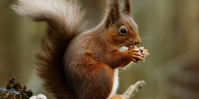 Capturing Squirrel at Jorpokhri Wildlife Sanctuary in Bagdogra.