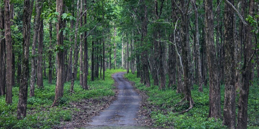 A visit to Mahananda Wildlife Sanctuary, a remarkable thing to do in Bagdogra.