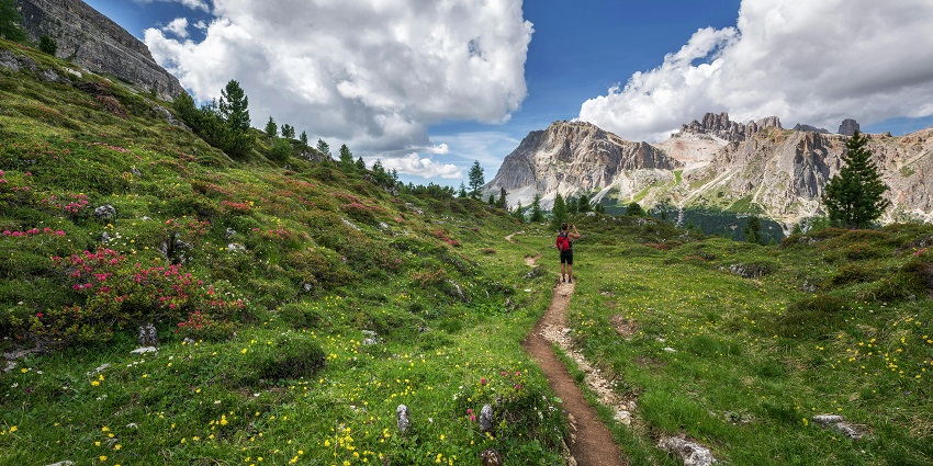 Enchanting view of the Aadrai Jungle Trek with vibrant flowers blooming