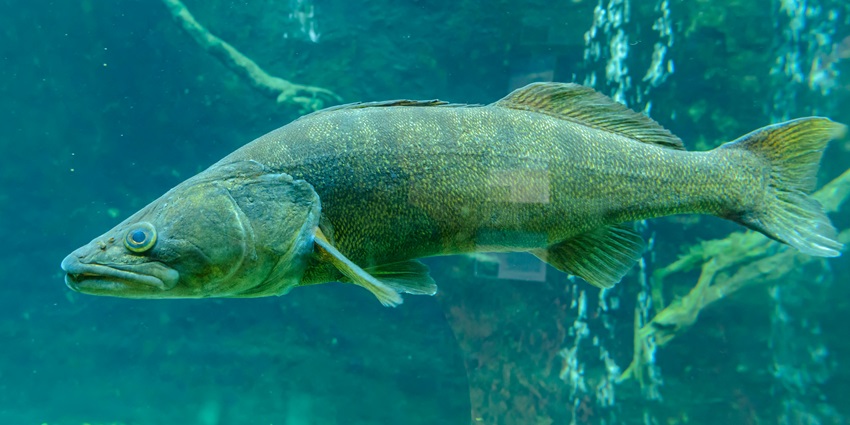 Image of a fish in the water at the Ratnagiri Marine Fish Museum in Mumbai