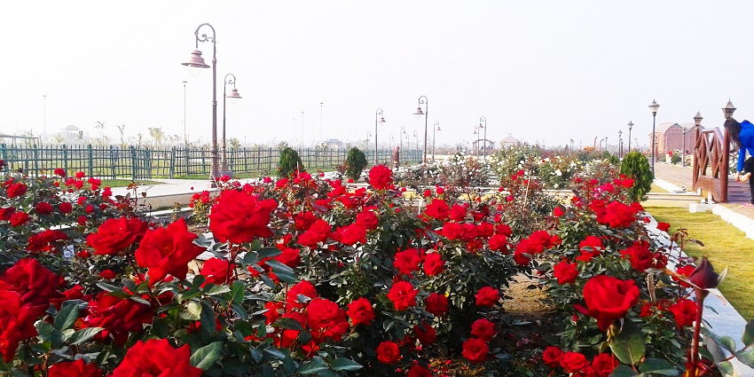 A vast section filled with roses in the botanical garden, near Nature Park Kolkata