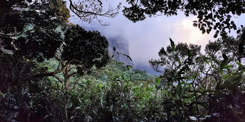 An image of Agasthyamalai Biosphere Reserve, one of the best places to visit near Trichy.