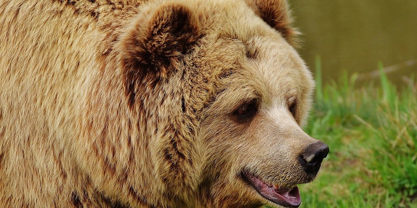 Brown bear in a natural habitat, representing the best place in Uttar Pradesh for wildlife.