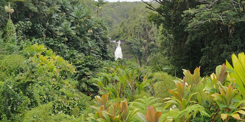 Akaka Falls State Park with a waterfall hidden in the distance surrounded by greenery