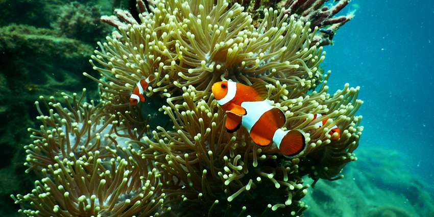 A picture of scuba diving at Aksa Beach in Mumbai with calm water under the sea.