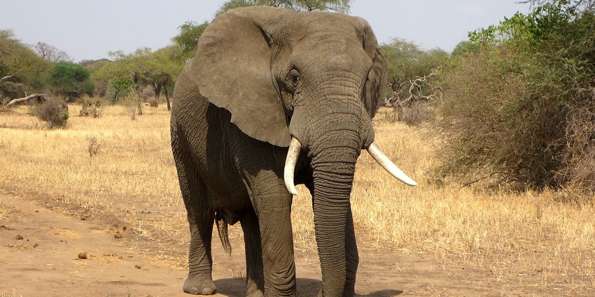 Majestic elephant in a natural setting, representing famous zoos in Uttar Pradesh.