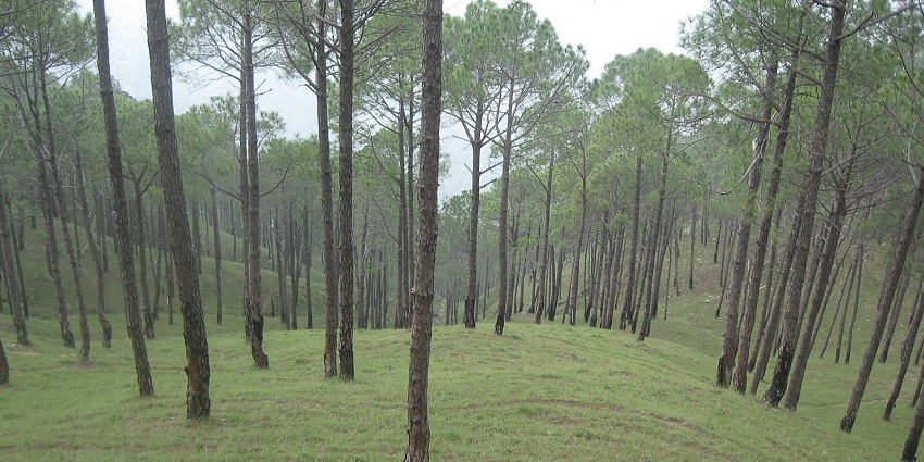 An image of the Chir Pine forest located in Almora district of Uttarakhand.