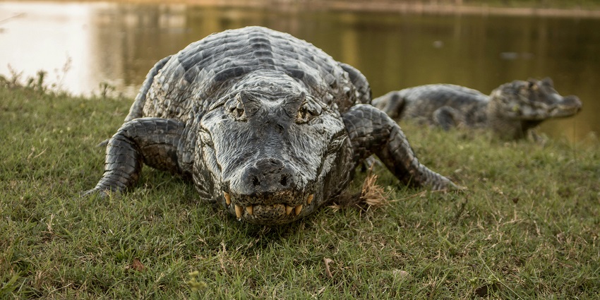 An image showing a crocodile on the river bank near the Amaravathi Crocodile Farm