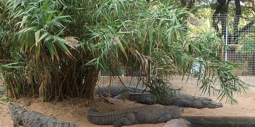 Image of Grown adult crocodile are kept in habitable zone for visitors viewing