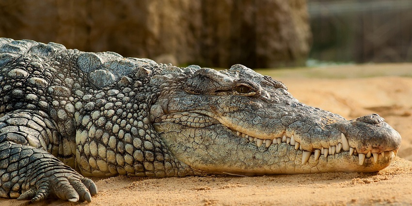 A picture of Amaravathi Crocodile Farm, a wildlife sanctuary and ideal location for families.