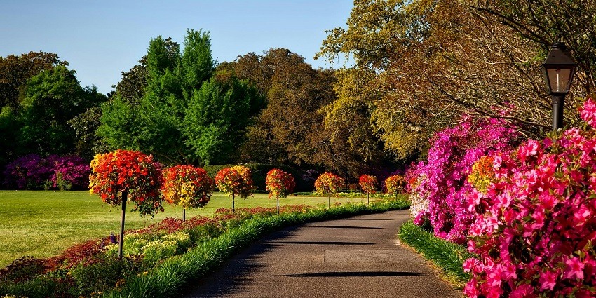 Image of a grey concrete pathway beside pink flowers, capturing best things to see in Saharanpur