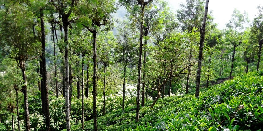 Dense forested area in Anamalai Tiger Reserve one of the best place to visit near Thirumoorthy Waterfalls.