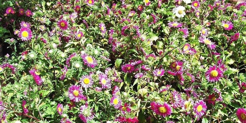 An Image showing the vibrant pink coloured Aster Amellus blooms in Anna Park.
