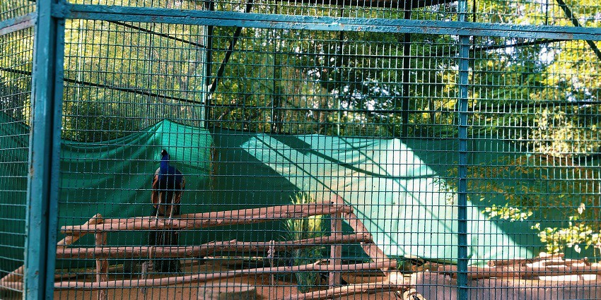 Vandalur Zoo is full of wildlife and nature.
