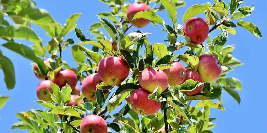 Unique camping experience amidst apple orchards and nature.