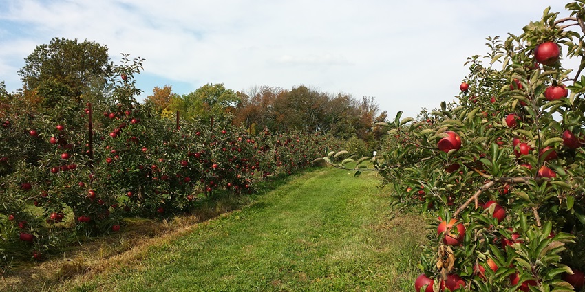 Relaxing stay amid beautiful apple orchards and nature.