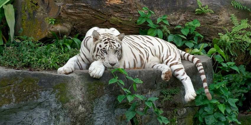 An image of a tiger at Arignar Anna Zoological Park, a prime Tamil Nadu zoo location.